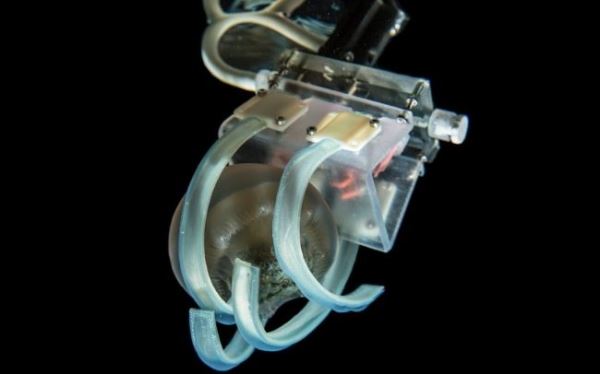 Новый робот с мягкими пальцами сможет бережно ловить медуз
